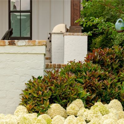 Image showing  2 gal. Potted Copper Top Viburnum Shrub