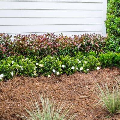 Image showing  2 gal. Potted Copper Top Viburnum Shrub