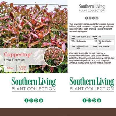 Image showing  2 gal. Potted Copper Top Viburnum Shrub
