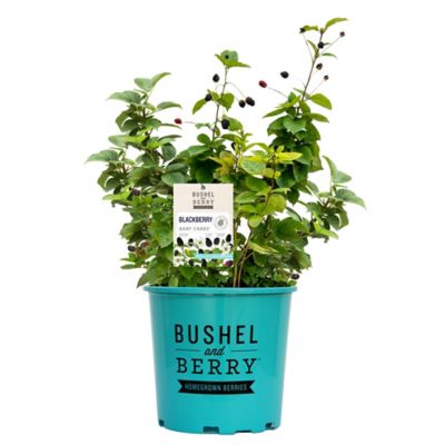 Bushel and Berry 2 gal. Potted Baby Cakes Blackberry Bush