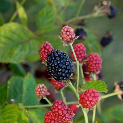 Image showing  2 gal. Potted Baby Cakes Blackberry Bush