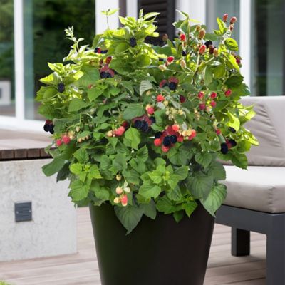 Image showing  2 gal. Potted Baby Cakes Blackberry Bush
