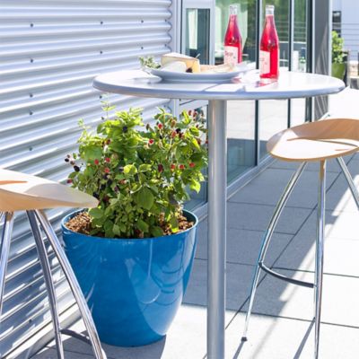 Image showing  2 gal. Potted Baby Cakes Blackberry Bush