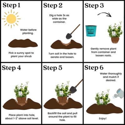 Image showing 7 th Bushel and Berry 2 gal. Potted Baby Cakes Blackberry Bush