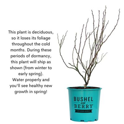 Image showing 9 th Bushel and Berry 2 gal. Potted Baby Cakes Blackberry Bush