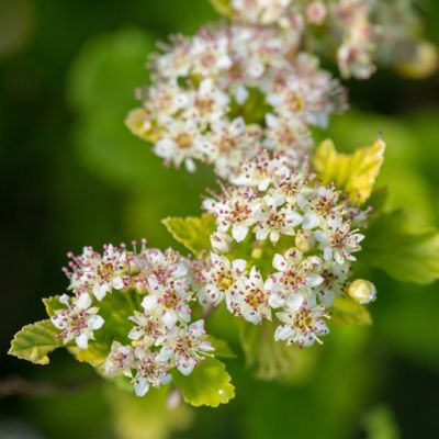 Image showing  2 gal. Potted Lucky Devil Ninebark Shrub