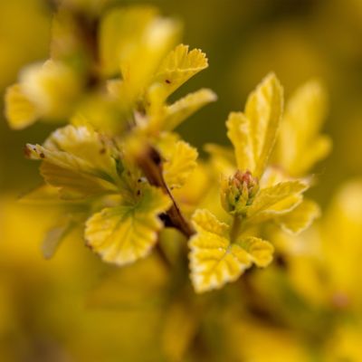 Image showing  2 gal. Potted Lucky Devil Ninebark Shrub