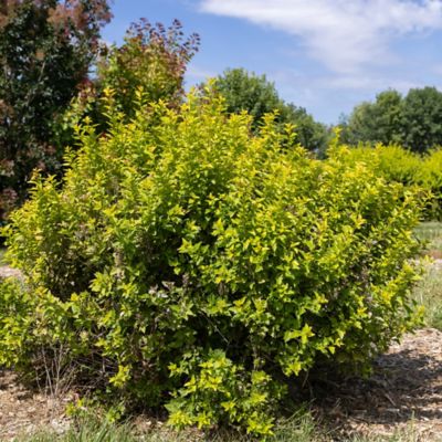 Image showing  2 gal. Potted Lucky Devil Ninebark Shrub