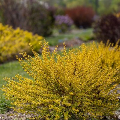 Image showing  2 gal. Potted Lucky Devil Ninebark Shrub