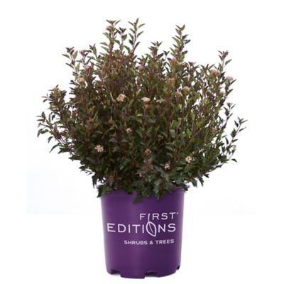 Image showing  2 gal. Potted Little Devil Ninebark Shrub