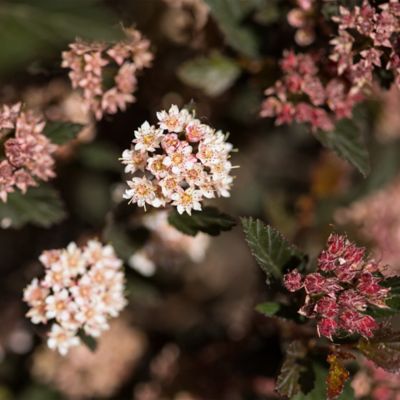 Image showing  2 gal. Potted Little Devil Ninebark Shrub