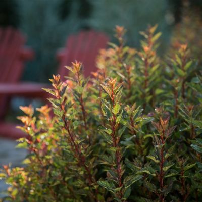 Image showing  2 gal. Potted Little Devil Ninebark Shrub