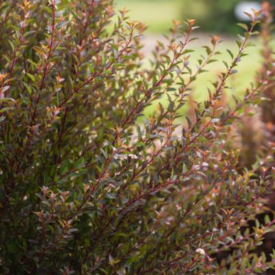 Image showing  2 gal. Potted Little Devil Ninebark Shrub