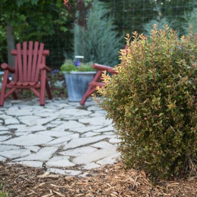 Image showing  2 gal. Potted Little Devil Ninebark Shrub