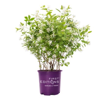 First Editions 2 gal. Lotus Moon Pearlbush Shrub