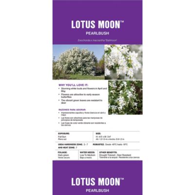Image showing 5 th First Editions 2 gal. Potted Lotus Moon Pearlbush Shrub