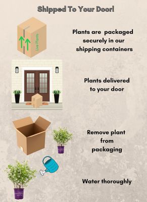 Image showing 7 th First Editions 2 gal. Potted Lotus Moon Pearlbush Shrub