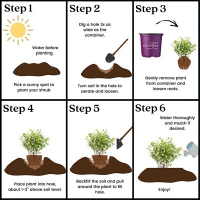 Image showing 8 th First Editions 2 gal. Potted Lotus Moon Pearlbush Shrub