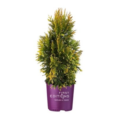 First Editions 2 gal. Lemon Burst Arborvitae Shrub