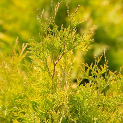 Image showing  2 gal. Lemon Burst Arborvitae Shrub