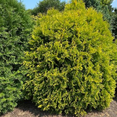 Image showing  2 gal. Lemon Burst Arborvitae Shrub