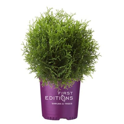 First Editions 2 gal. Potted Planet Earth Arborvitae Shrub