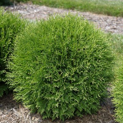 Image showing  2 gal. Potted Planet Earth Arborvitae Shrub