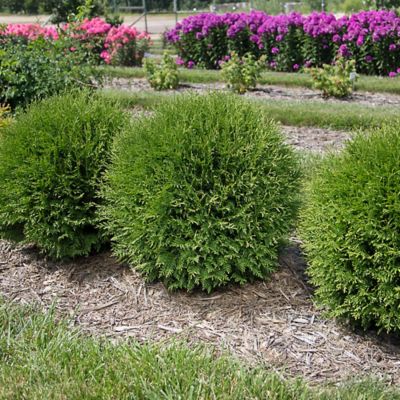Image showing  2 gal. Potted Planet Earth Arborvitae Shrub