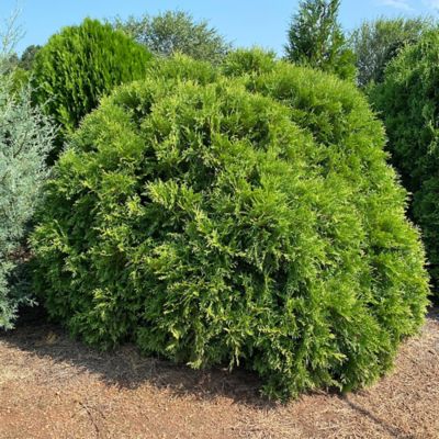 Image showing  2 gal. Potted Planet Earth Arborvitae Shrub