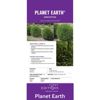 Image showing  2 gal. Potted Planet Earth Arborvitae Shrub
