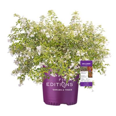 Concept Plants | Buxus Better Boxwood® Babylon Beauty ('HER2010B04