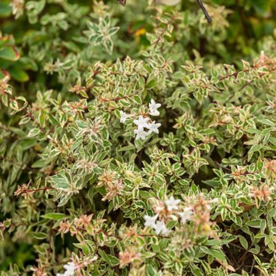 Image showing  2 gal. Potted Vanilla Brandy Abelia Shrub