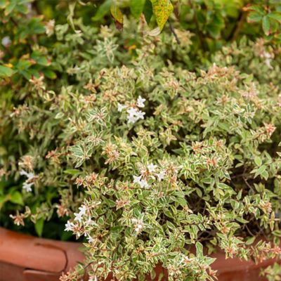 Image showing  2 gal. Potted Vanilla Brandy Abelia Shrub