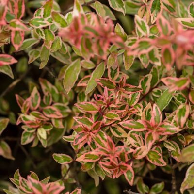 Image showing  2 gal. Potted Vanilla Brandy Abelia Shrub