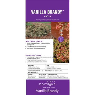 Image showing  2 gal. Potted Vanilla Brandy Abelia Shrub