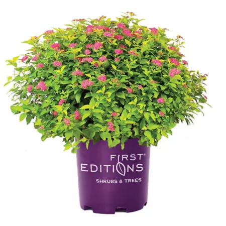 First editions 2 gal Little Spark spirea shrub in pot Bushes