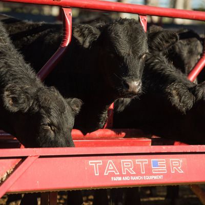 Image showing 12 ft. Cattle Fence Line Feeder Panels