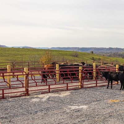Image showing 12 ft. Cattle Fence Line Feeder Panels