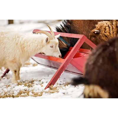 Image showing  4 ft. Goat Trough Feeder