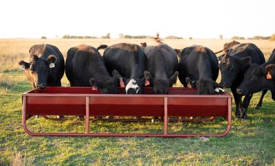 Image showing  10 ft. Heavy-Duty All Metal Feed Bunk