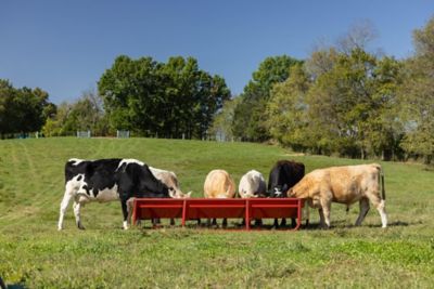 Image showing  10 ft. Heavy-Duty All Metal Feed Bunk