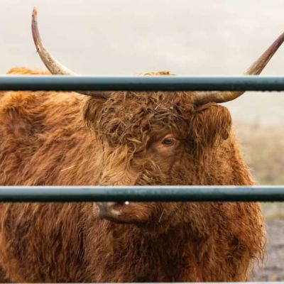 Image showing  16 ft. Medium Duty Collar Hinge Square