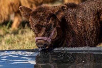 Image showing  60 gal. Rigid Poly Molded Tank, 52120605