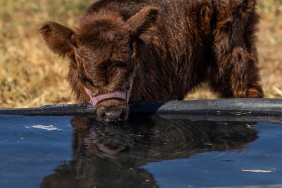 Image showing  100 gal. Rigid Poly Molded Tank, 52121005