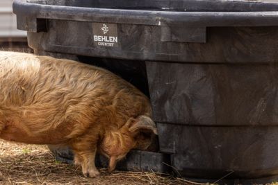 Image showing  Rigid Poly Tank with Drinker - 100 Gallon