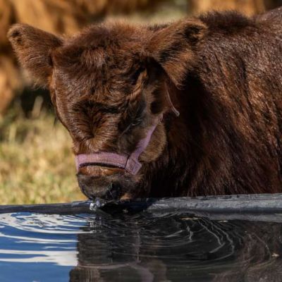 Image showing  300 gal. Rigid Poly Molded Tank, 52123005