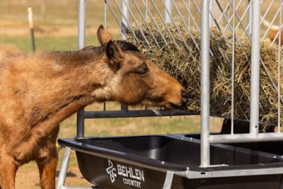 Image showing  Deluxe Horse Feeder