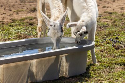 Image showing  125 gal. 2 ft. x 2 ft. x 5 ft. Poly Stock Tank