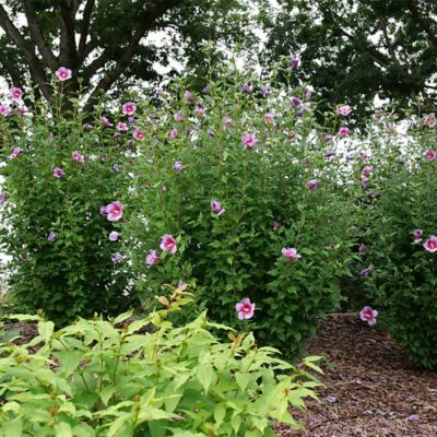 Image showing  5 gal. Potted Purple Pillar Hibiscus Shrub