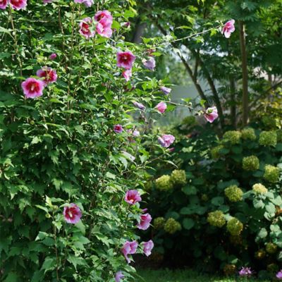 Image showing  5 gal. Potted Purple Pillar Hibiscus Shrub